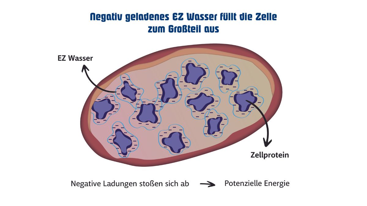 EZ Zonen in der Zelle